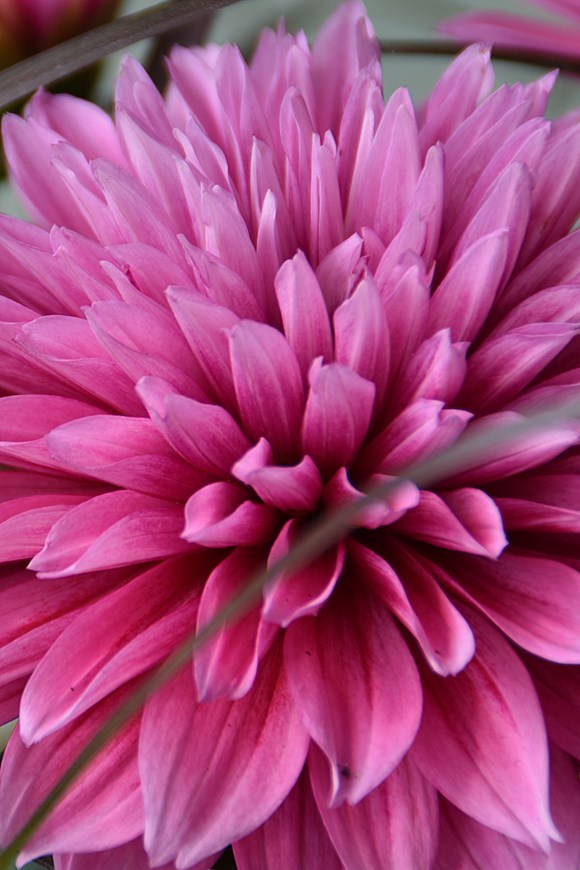 Dahlia Pink