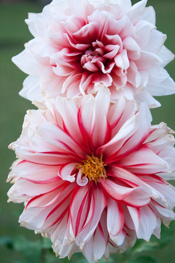 Dahlia Santa Claus