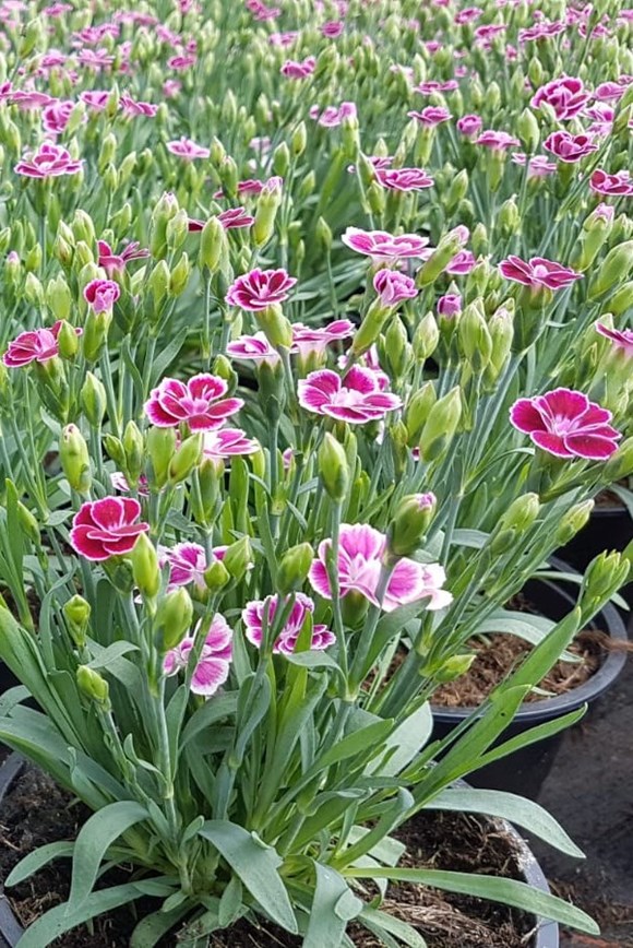 Dianthus Pink Kisses 