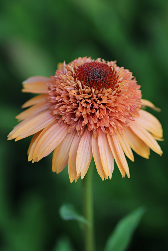 Echinacea Supreme cantaloupe
