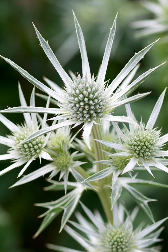 Eryngium Magical Silver