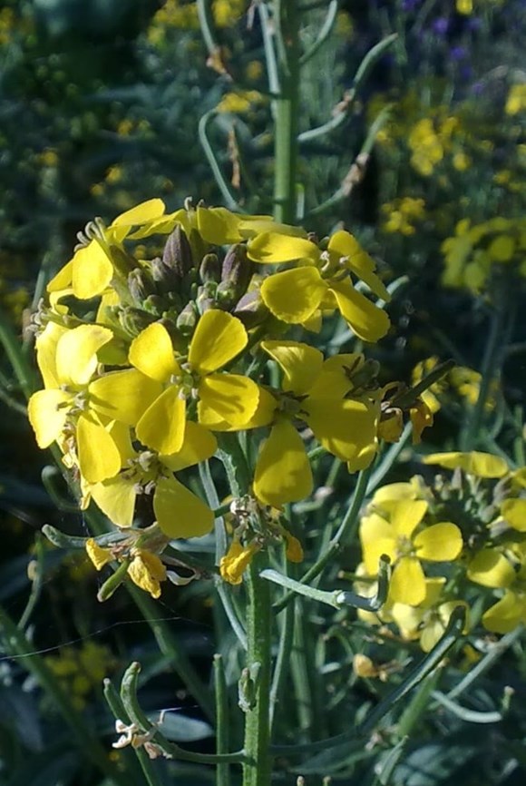 Erysimum Yellow 2ltr