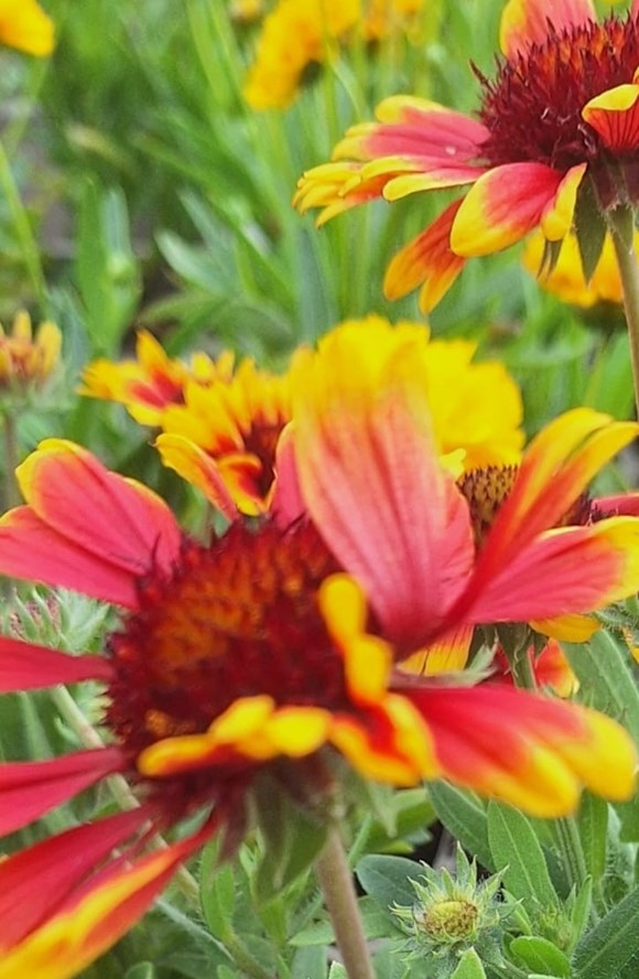 Gaillardia Gaupa Tango