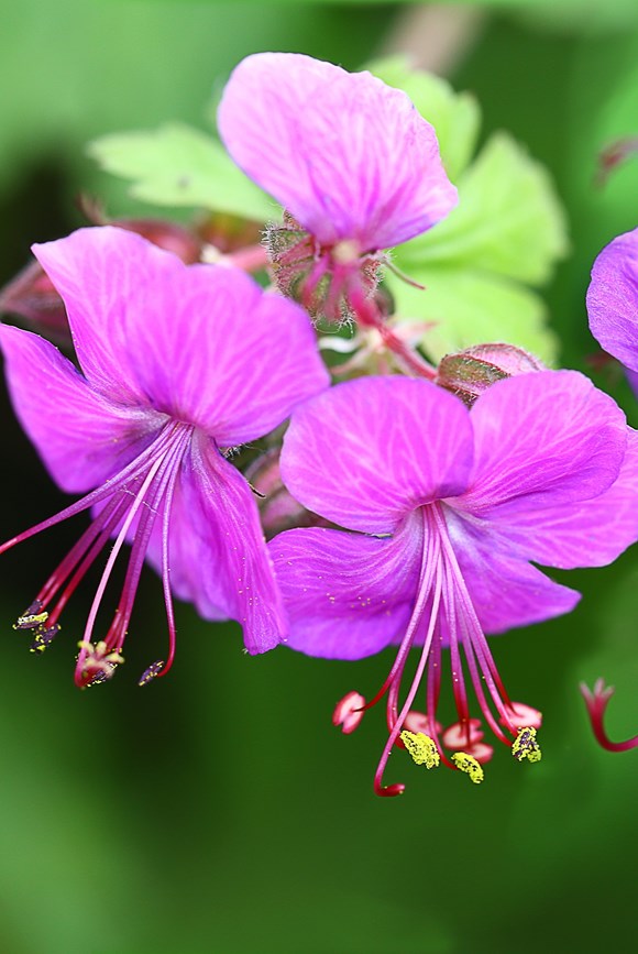 Geranium Beepub