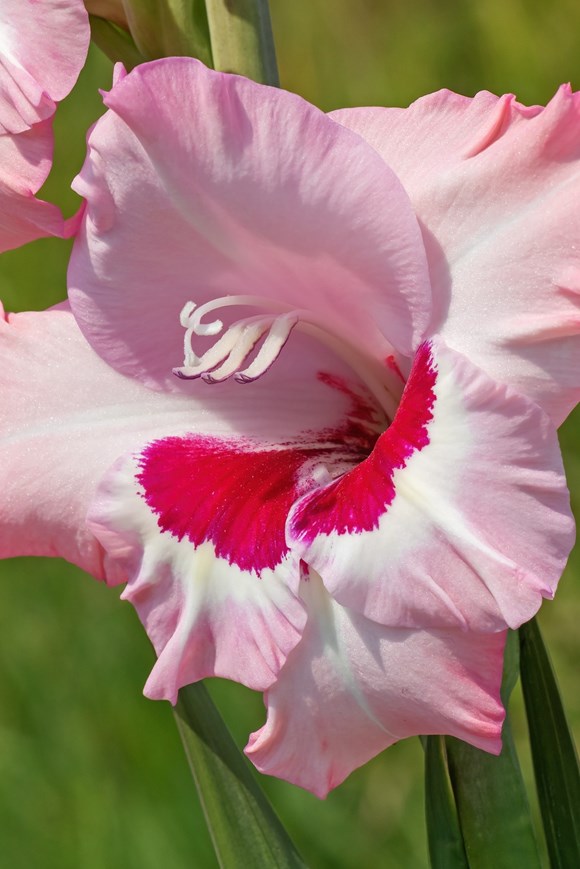 Gladiolus Impressive