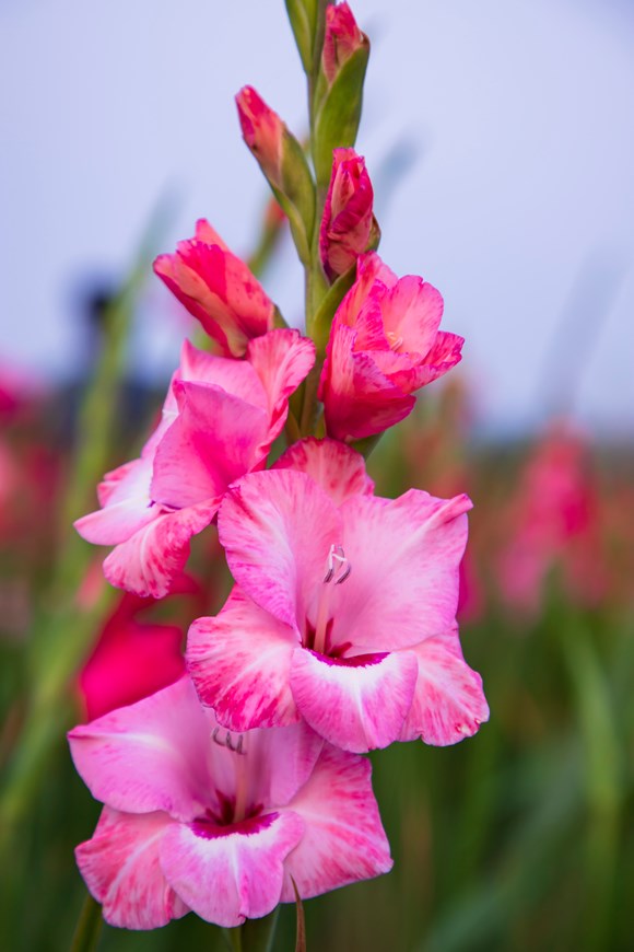 Gladiolus Kelly