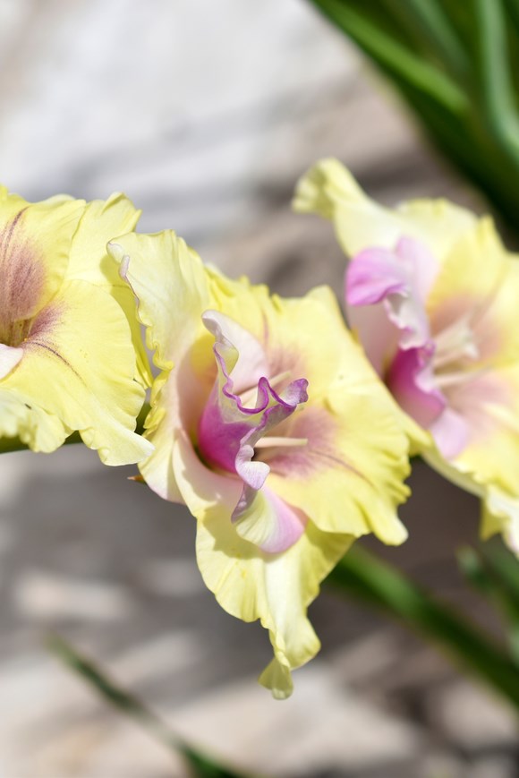 Gladiolus mon amour
