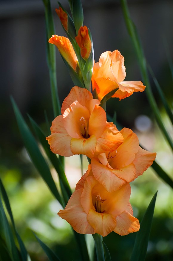 Gladiolus Peter Pears