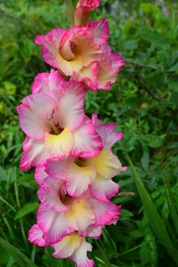Gladiolus Priscilla