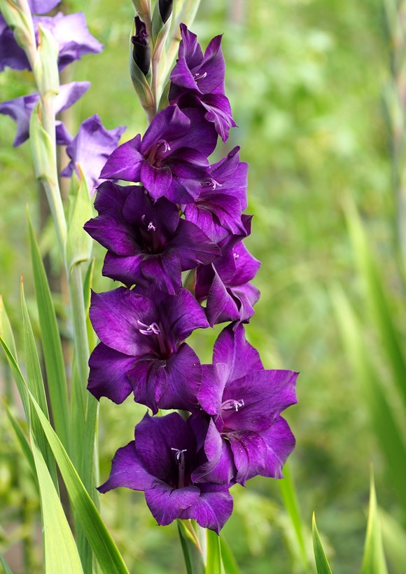 Gladiolus Purple Flora