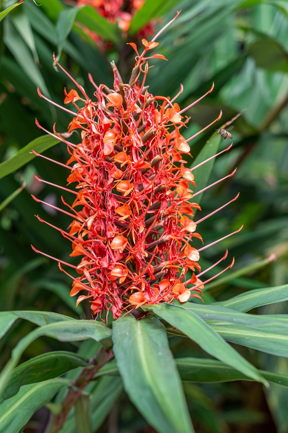 Hedychium coccineum 
