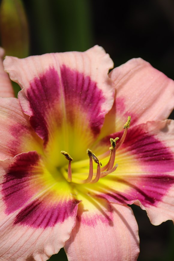 Hemerocallis Blueberry Vanilla