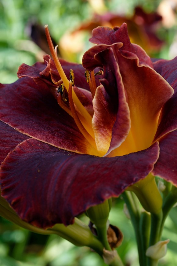 Hemerocallis Night Embers