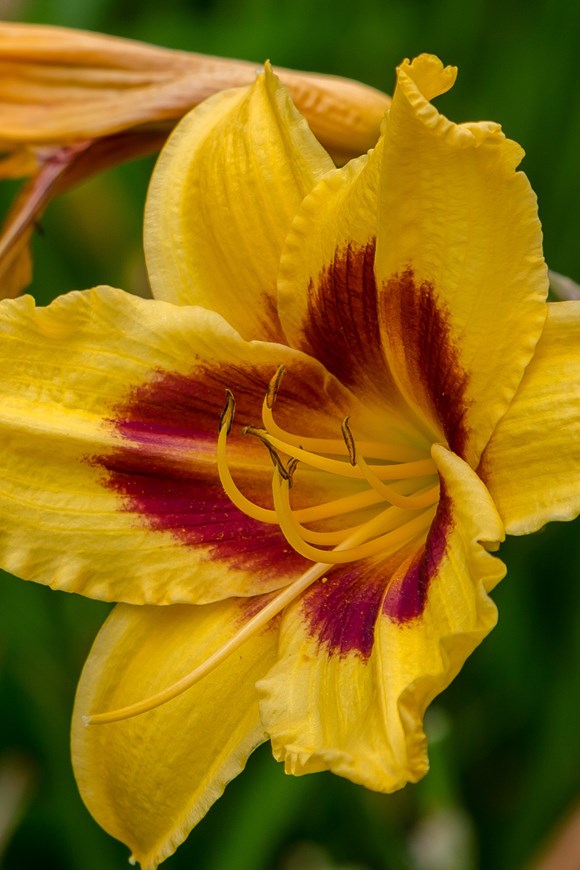 Hemerocallis Mount Helena