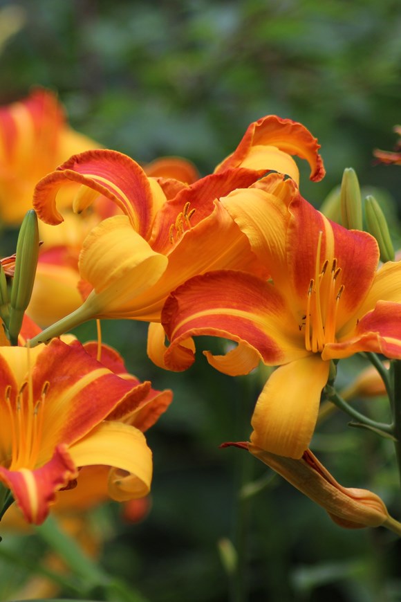 Hemerocallis Frans Hals