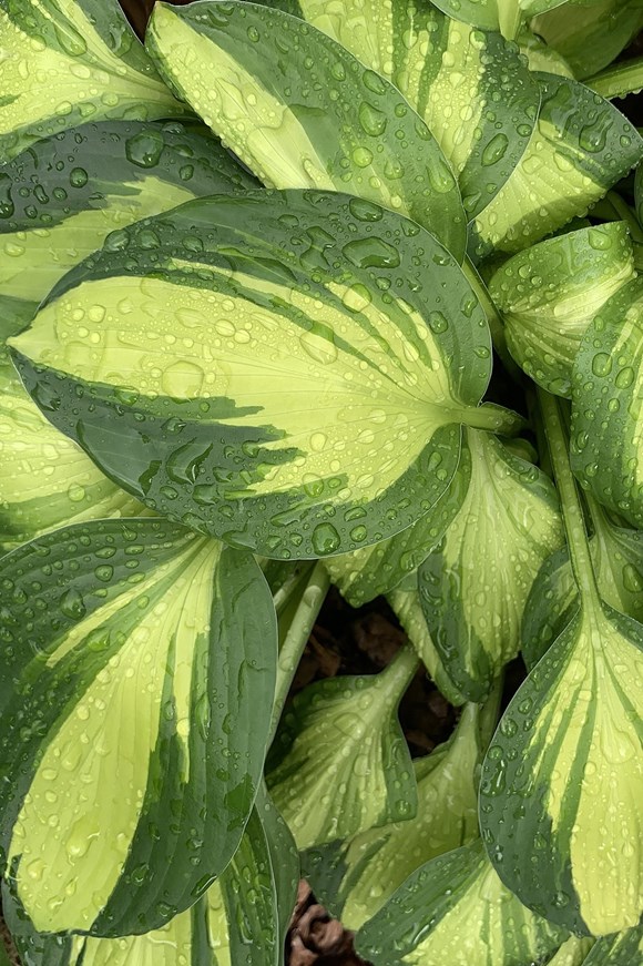 Hosta Coloured Festival