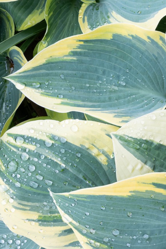 Hosta Blue Ivory
