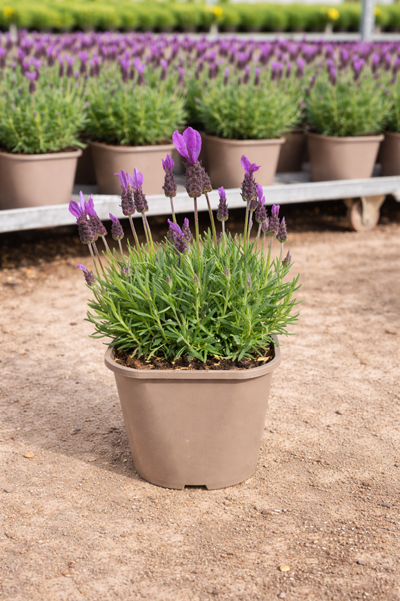 Lavender Toscane 2ltr