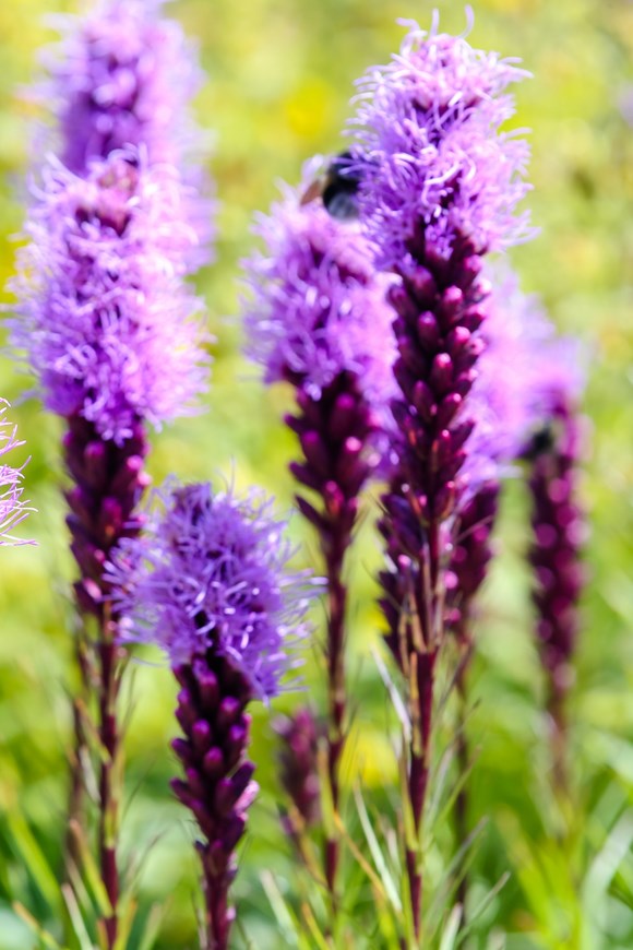 Liatris spicata Kobold