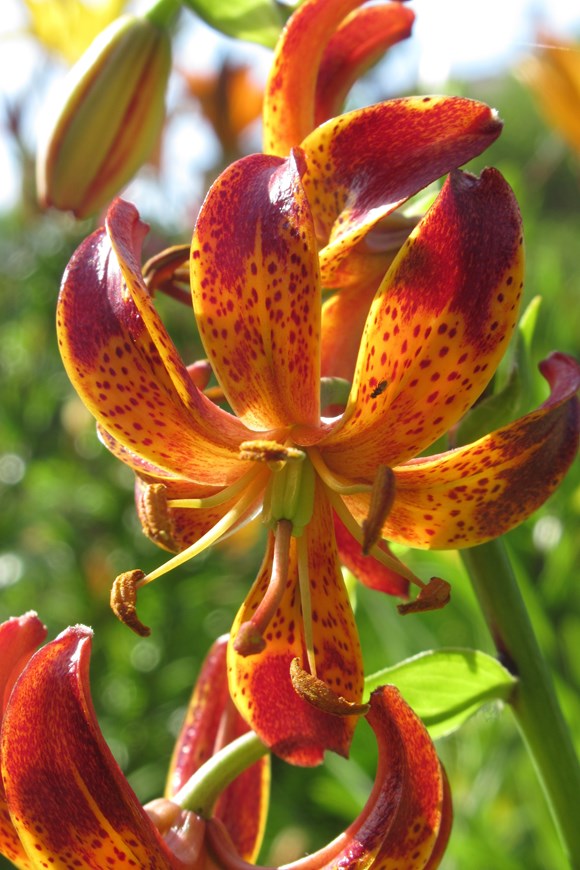 Lilium Aribian Knight