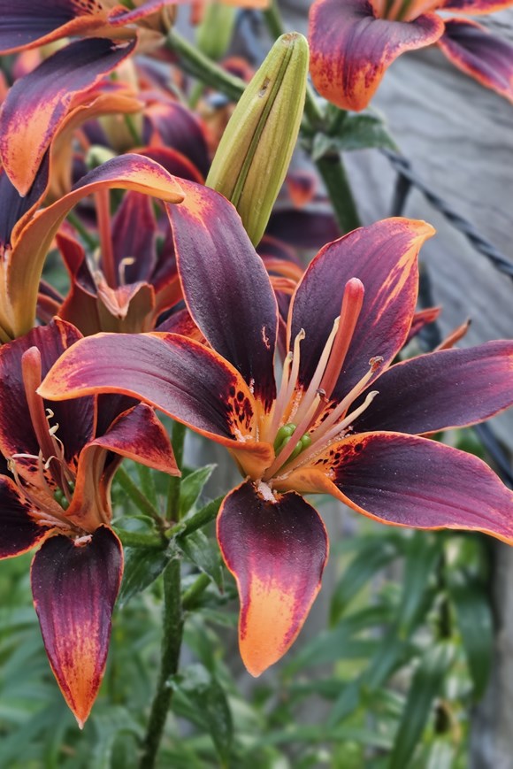 Lillium Forever Suzan