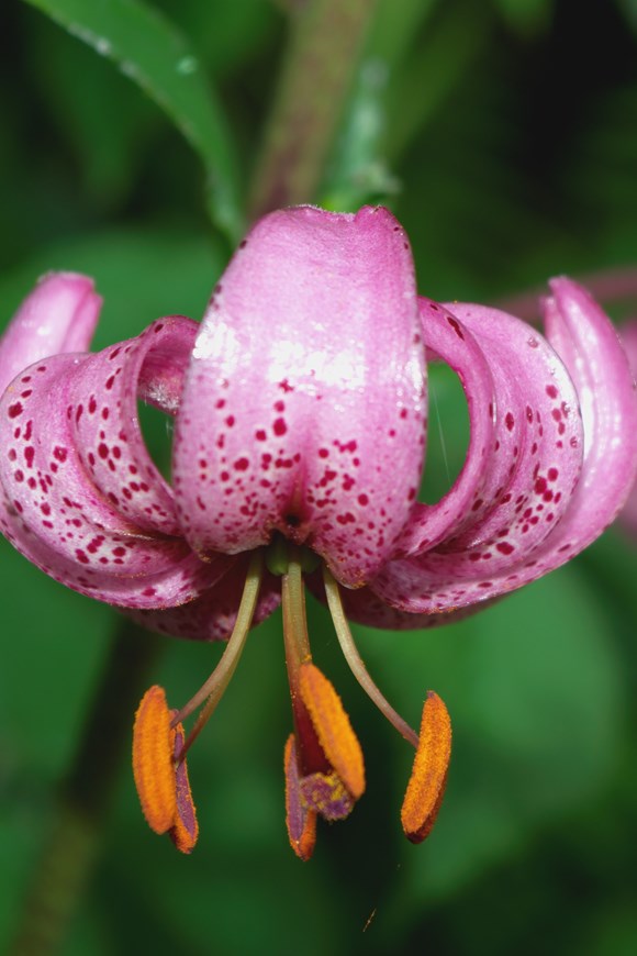 Lillium Pink Morning