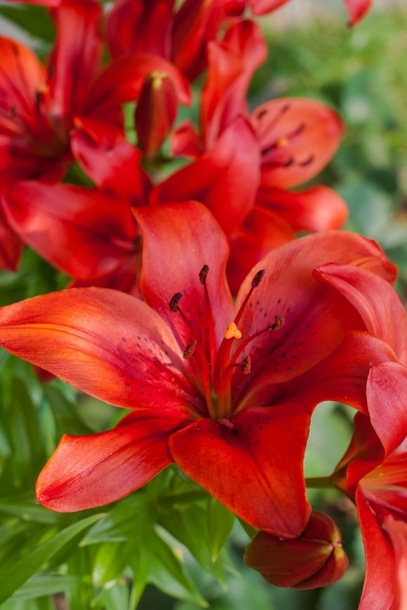 Lilium Red Flash