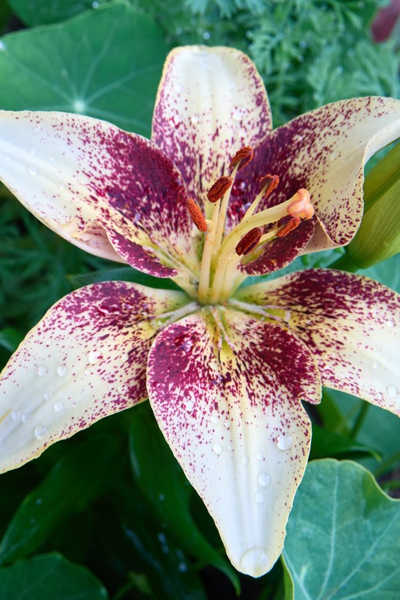 Lilium Tribal Kiss