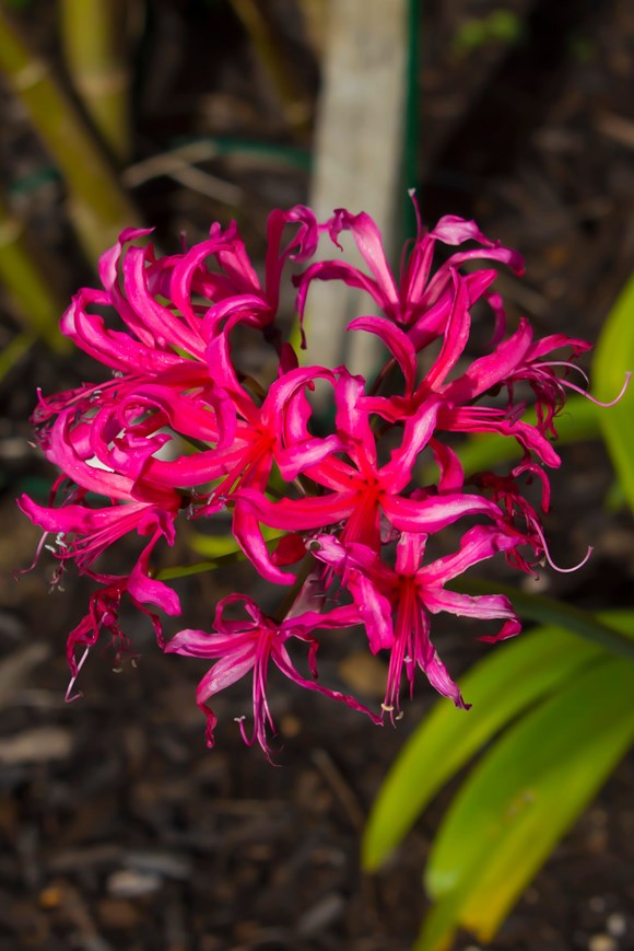 Nerine Bowdenii Pearls of Cherry