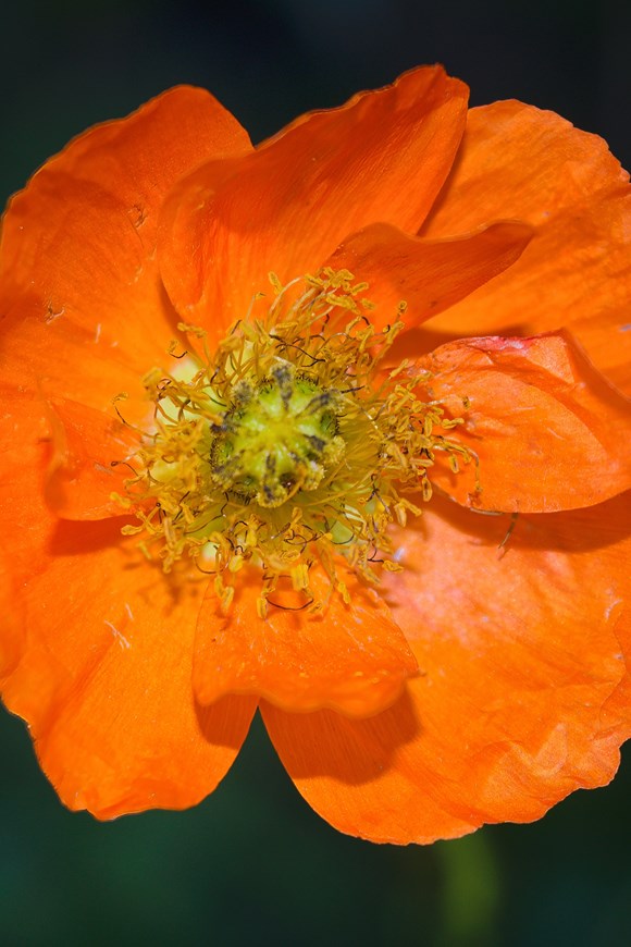 Papaver Garden Gnome 2ltr