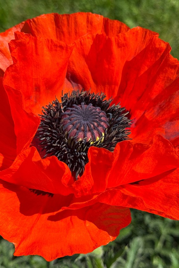 Papaver 'Orientale' Beauty Livermere 2ltr