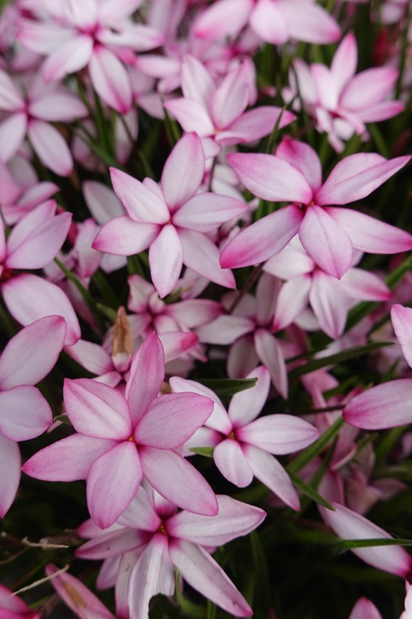 Rhodohypoxis Pintado