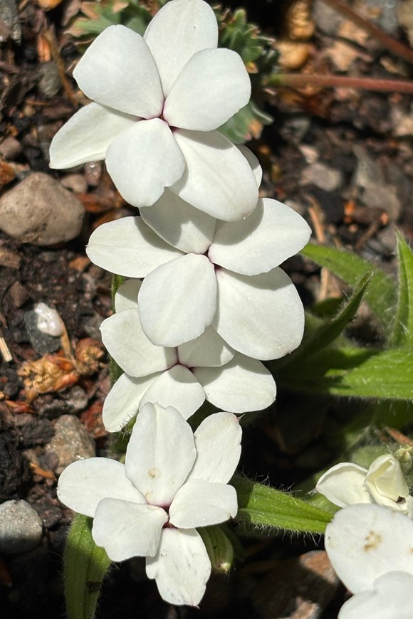 Rhodohypoxis baurii The Bride