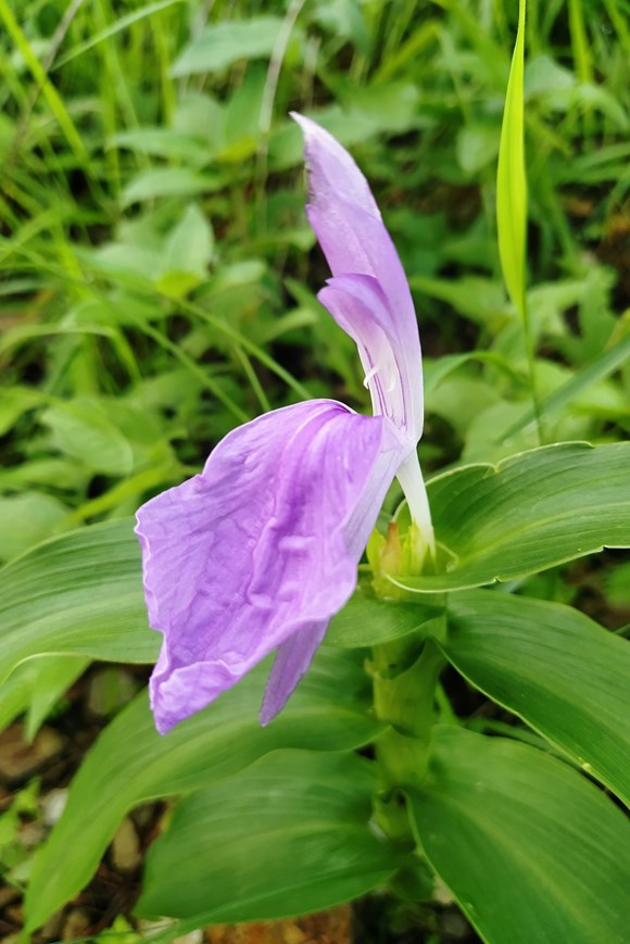 Roscoea purpurea 'Vincent'
