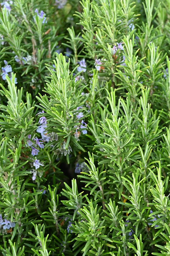 Rosmarinus officinalis 2ltr