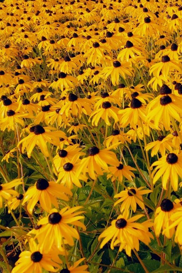 Rudbeckia fulgida var. sulivantii Goldsturm 2ltr