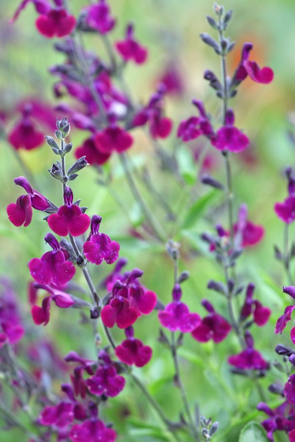 Salvia greggi Purple 2ltr