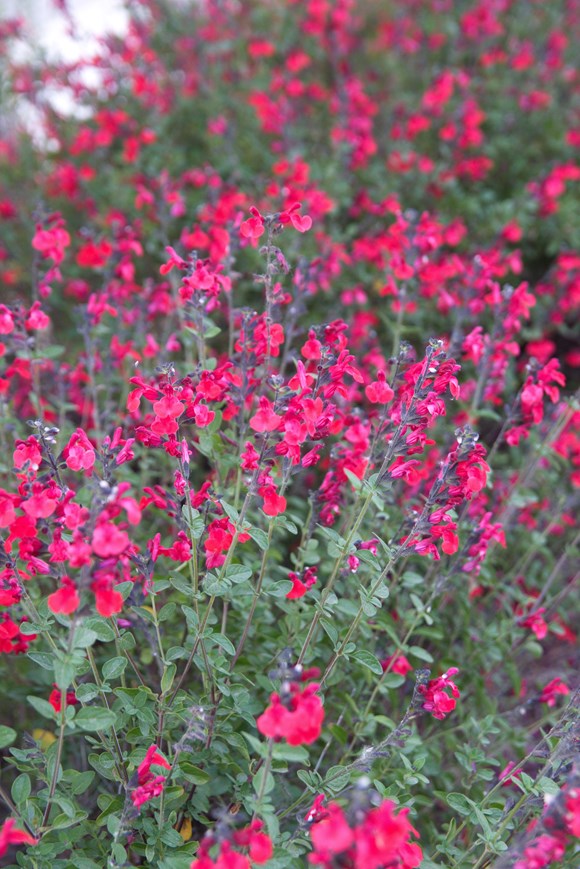 Salvia greggii Pink 2ltr