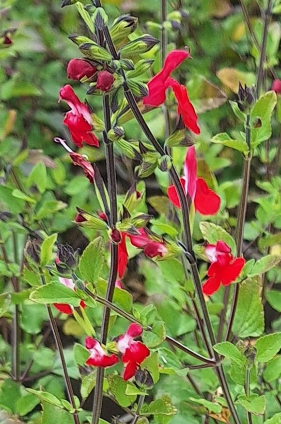 Salvia microphylla Hot Lips 2ltr