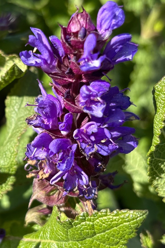 Salvia Marvel Blue 2ltr