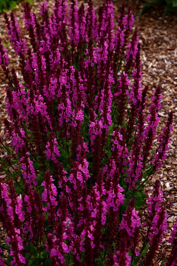 Salvia Marvel Rose 2ltr