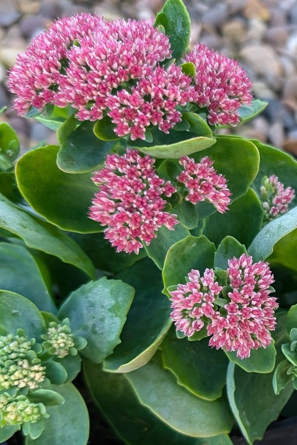 Sedumn Autumn Joy 2ltr