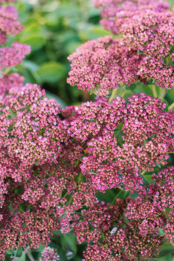 Sedumn Brilliant 2ltr