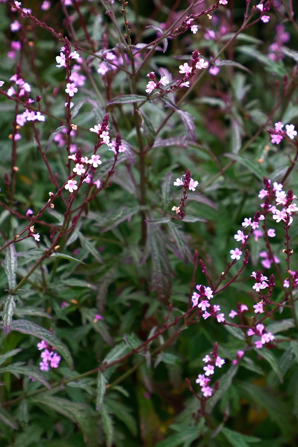 Verbena Bampton 2ltr