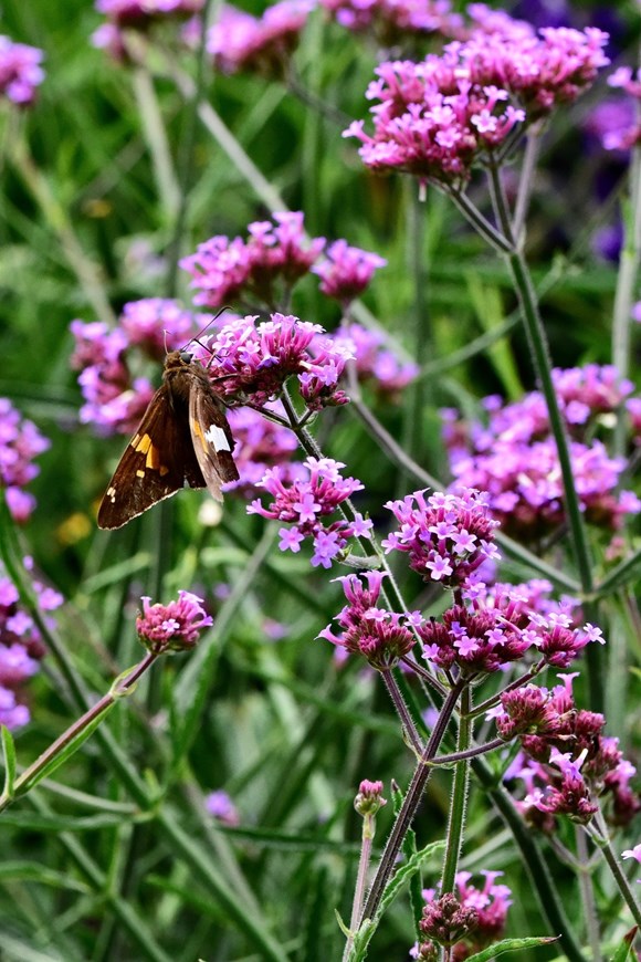 Verbena bonariensis 2ltr