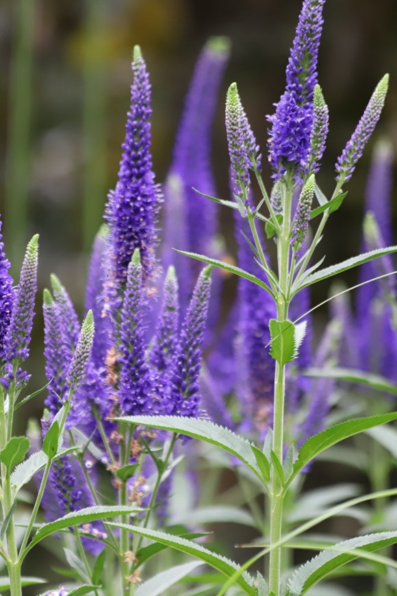 Veronica spicata Ulster Dwarf Blue
