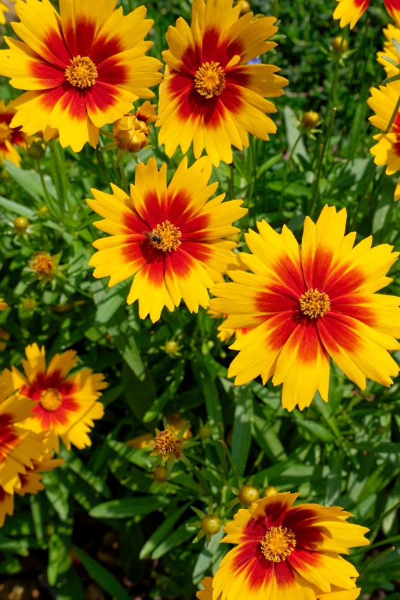 Coreopsis Uptick Golden Bronze 2ltr