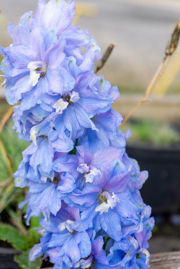 Delphinium Sky Blue White bee 2ltr
