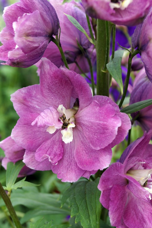 Delphinium Deep Rose White bee 2ltr