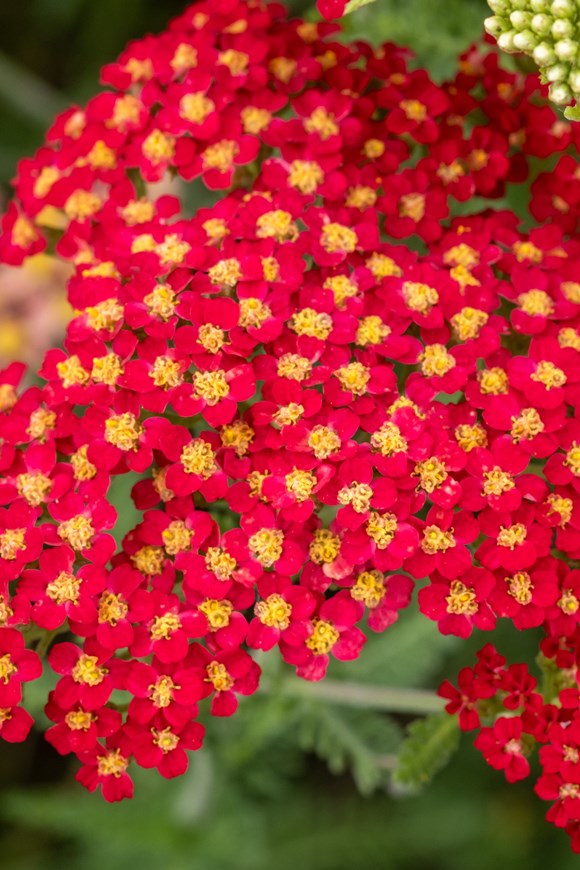 Achillea Red Velvet 2ltr